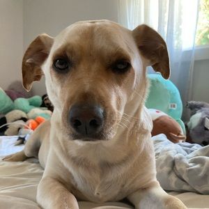 Meet your Posher, Grace